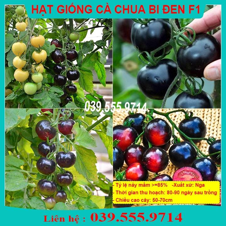 Hạt Giống Cà Chua Bi Đen Trái Đẹp Dễ Trồng