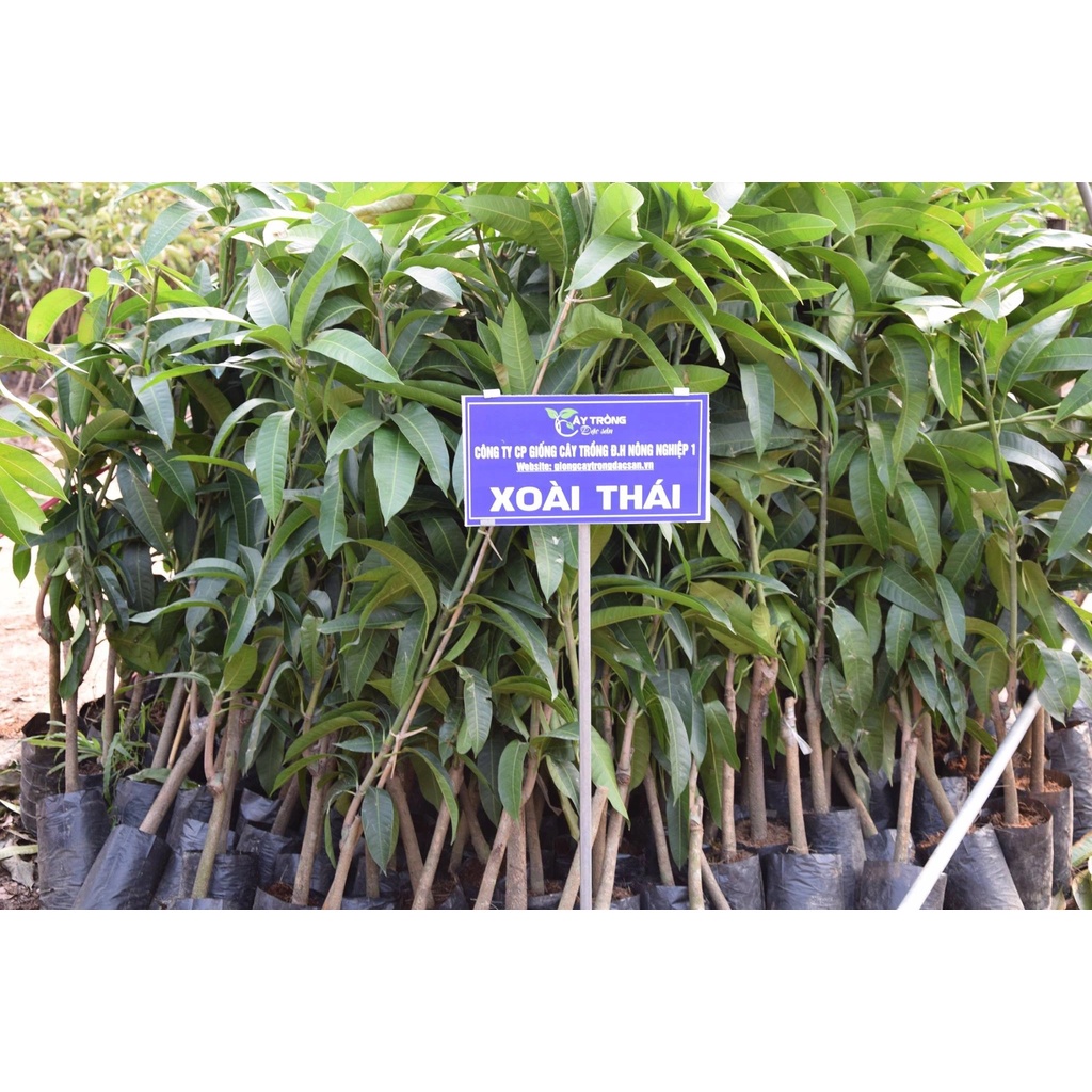 Cây giống xoài Thái siêu sớm, cho quả sau 1 năm trồng