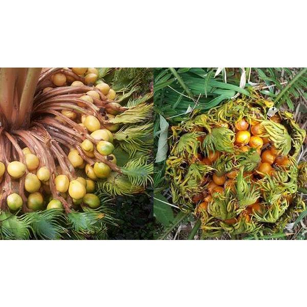 CÂY VẠN TUẾ -CÂY MANG LẠI SỰ UY NGHI, CỔ KÍNH CHO NGÔI NHÀ , VƯỢNG PHONG THỦY CHO GIA CHỦ