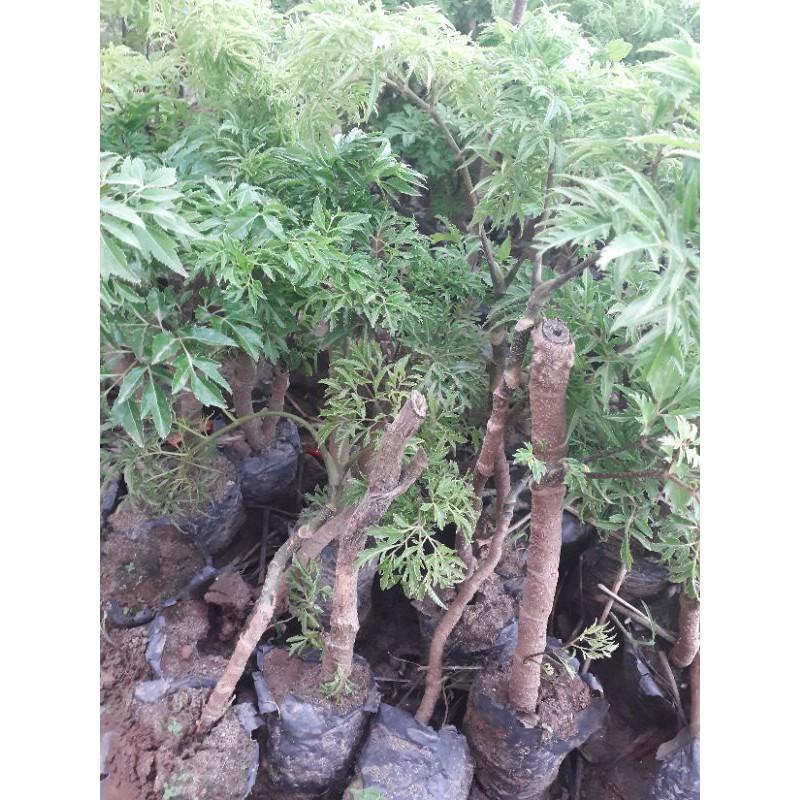 Cây Đinh Lăng Giống Lá Nếp