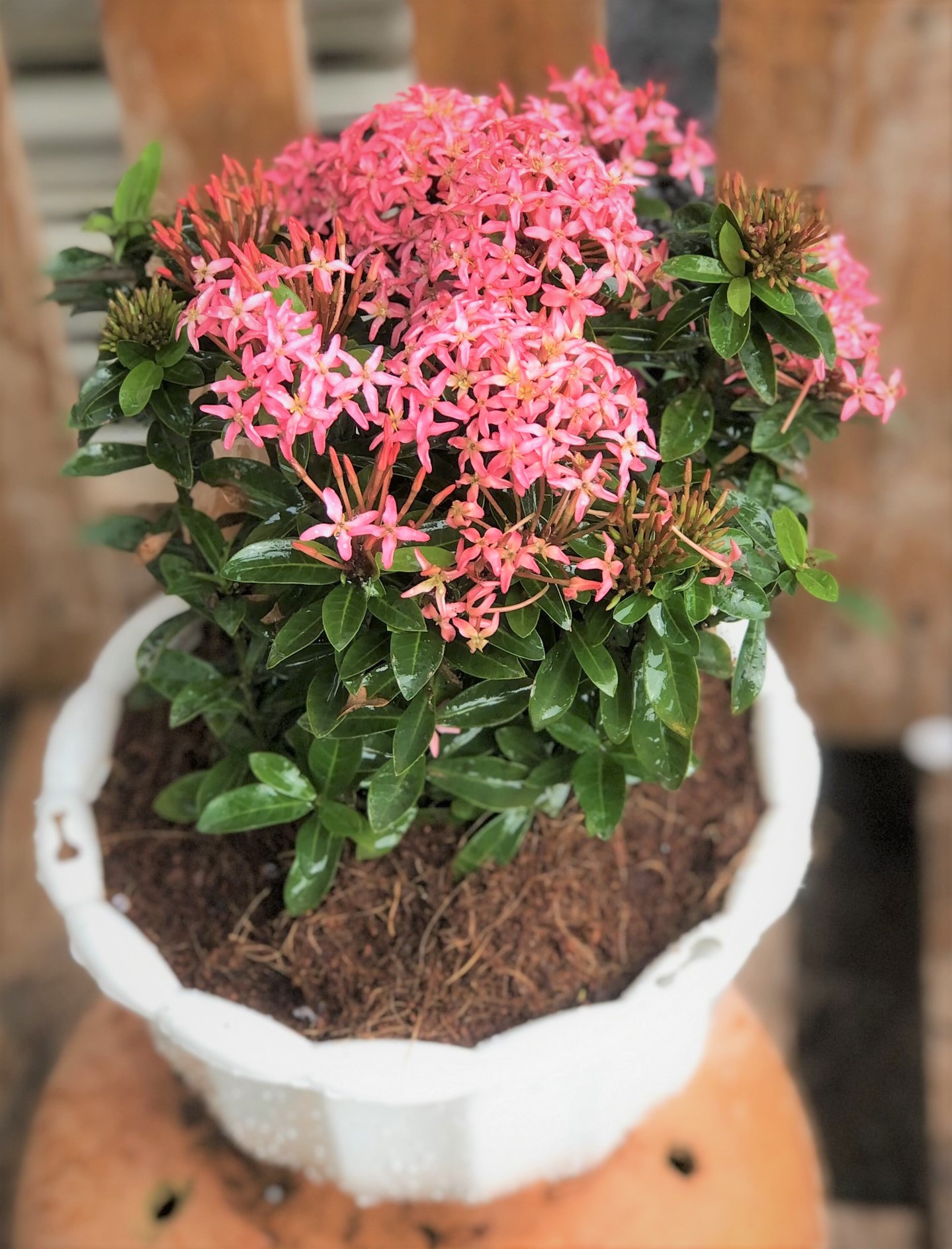 Cây hoa trang Thái màu hồng