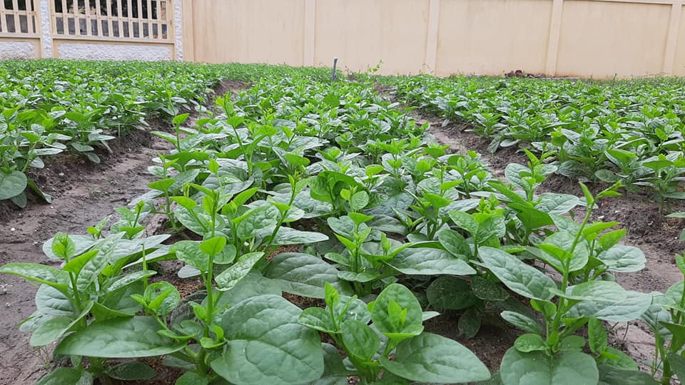 Hạt Giống Mồng Tơi Trí Nông, TN45, Dễ Trồng, Nhanh Thu Hoạch, Thời gian mọc 25 ngày, Gói 20gram
