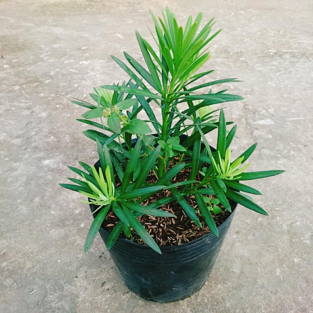 Vạn Niên Tùng - Cây Tùng La Hán