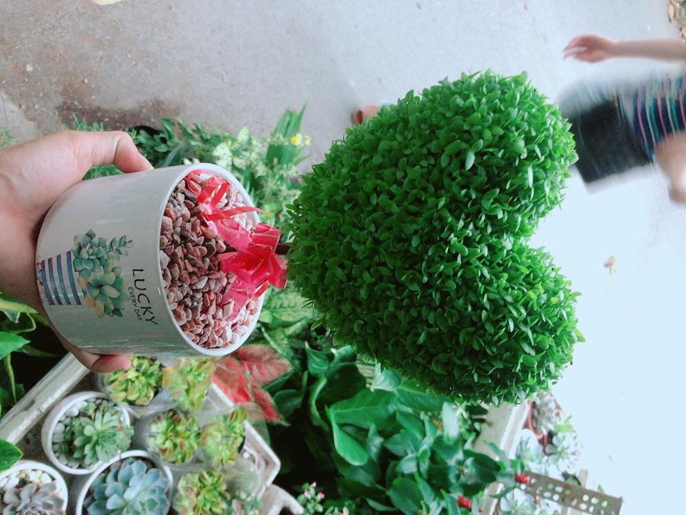 Chậu Cây May Mắn Trái Tim