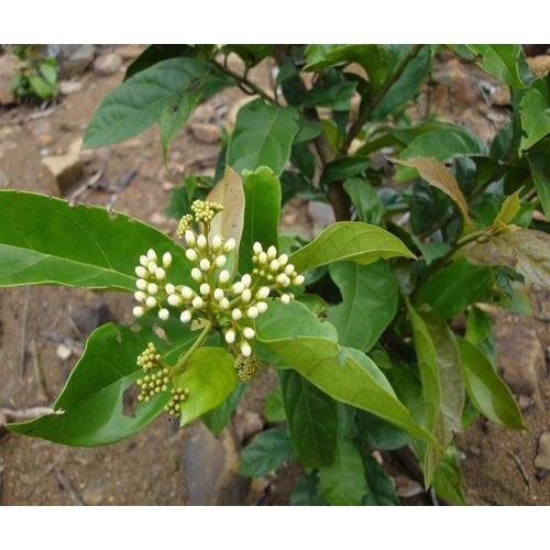 COMBO 2 CÂY XẠ ĐEN - cây giống gửi đi nguyên bầu
