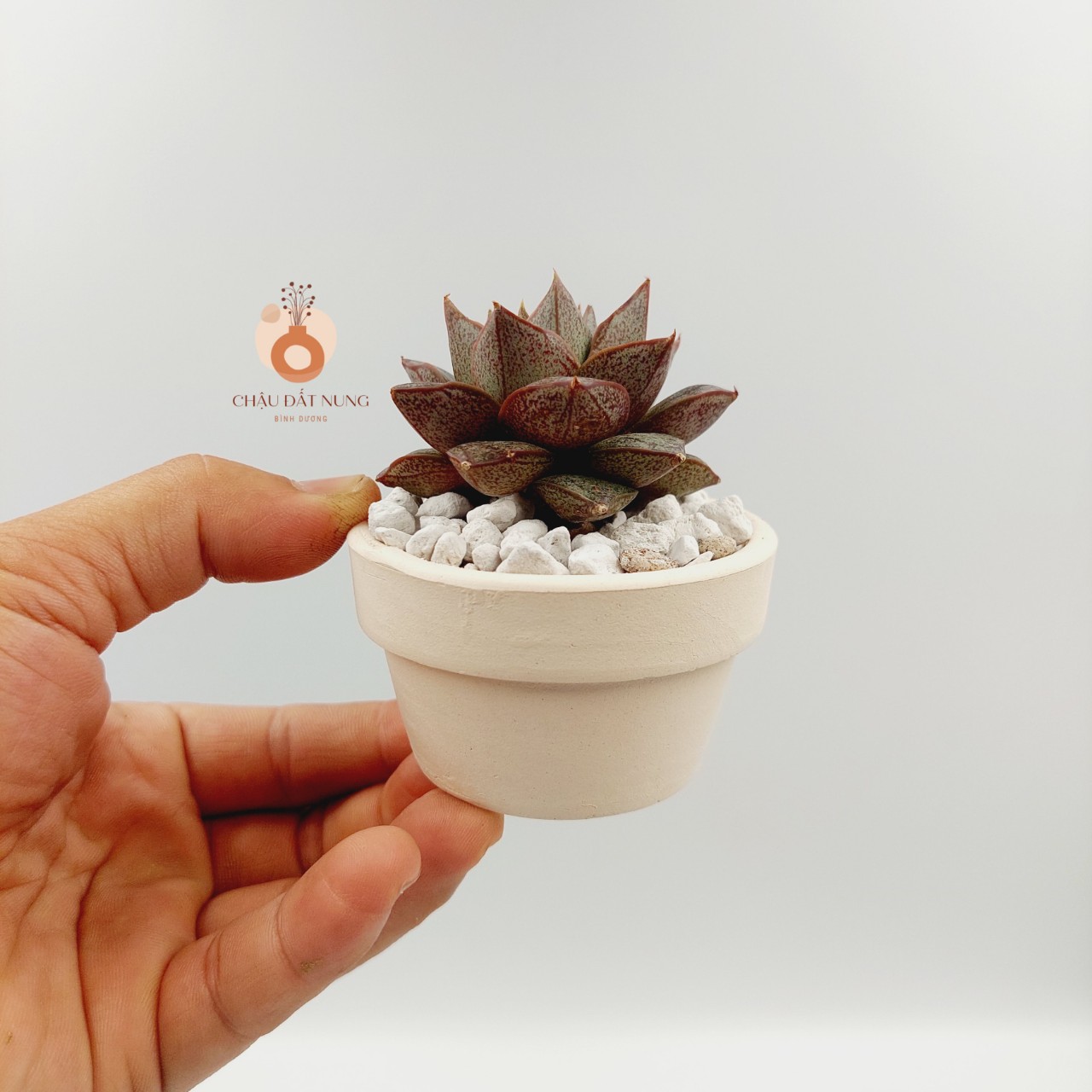 Chậu đất nung, chậu sen đá, xương rồng - Ly gờ 74, miệng chậu 7cm, chiều cao 4cm