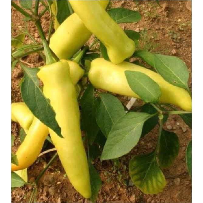 Hạt giống ớt đùi gà Thái Lan-gói 70 hạt/tặng kèm gói phân bón lót