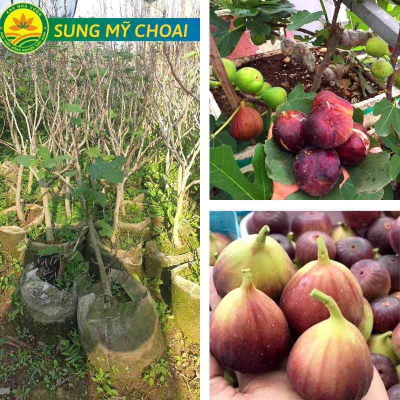 Cây sung mỹ choai, loại giống cây ăn quả giàu dinh dưỡng có mùi thơm dịu và vị ngọt đậm được nhiều người ưa chuộng