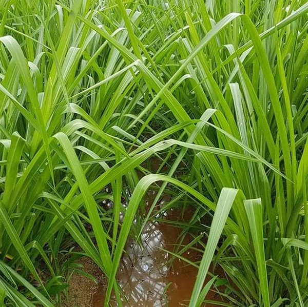 Hạt giống cỏ Ubon Paspalum - Cỏ xả chịu ngập gói 100g