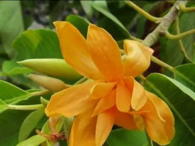 Chậu NGỌC LAN hoa vàng, hoa đẹp thơm, gửi đi nguyên chậu như hình
