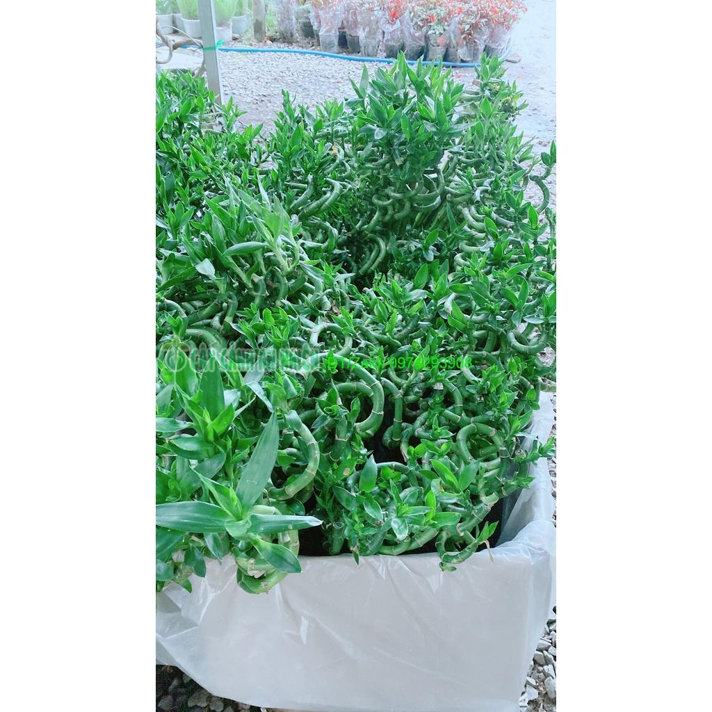 Bó Trúc Phát Tài Xoắn Cao 80cm