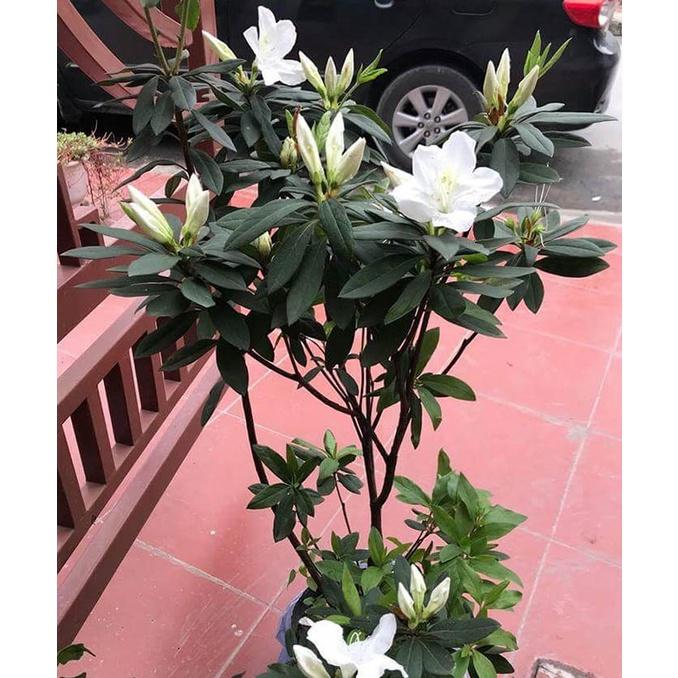 Cây giống hoa đỗ quyên lá to - cây to