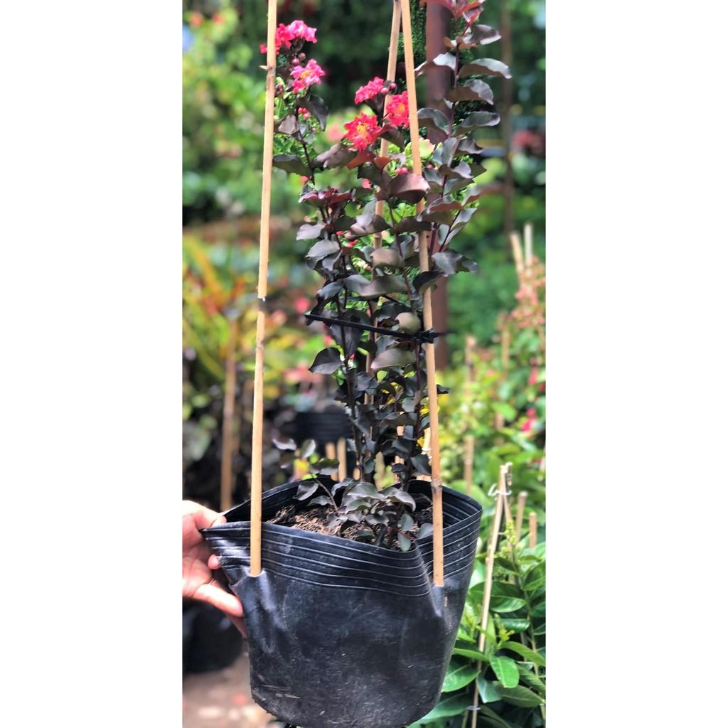 Cây tường vi Huyết Long cao 50 - 70 cm