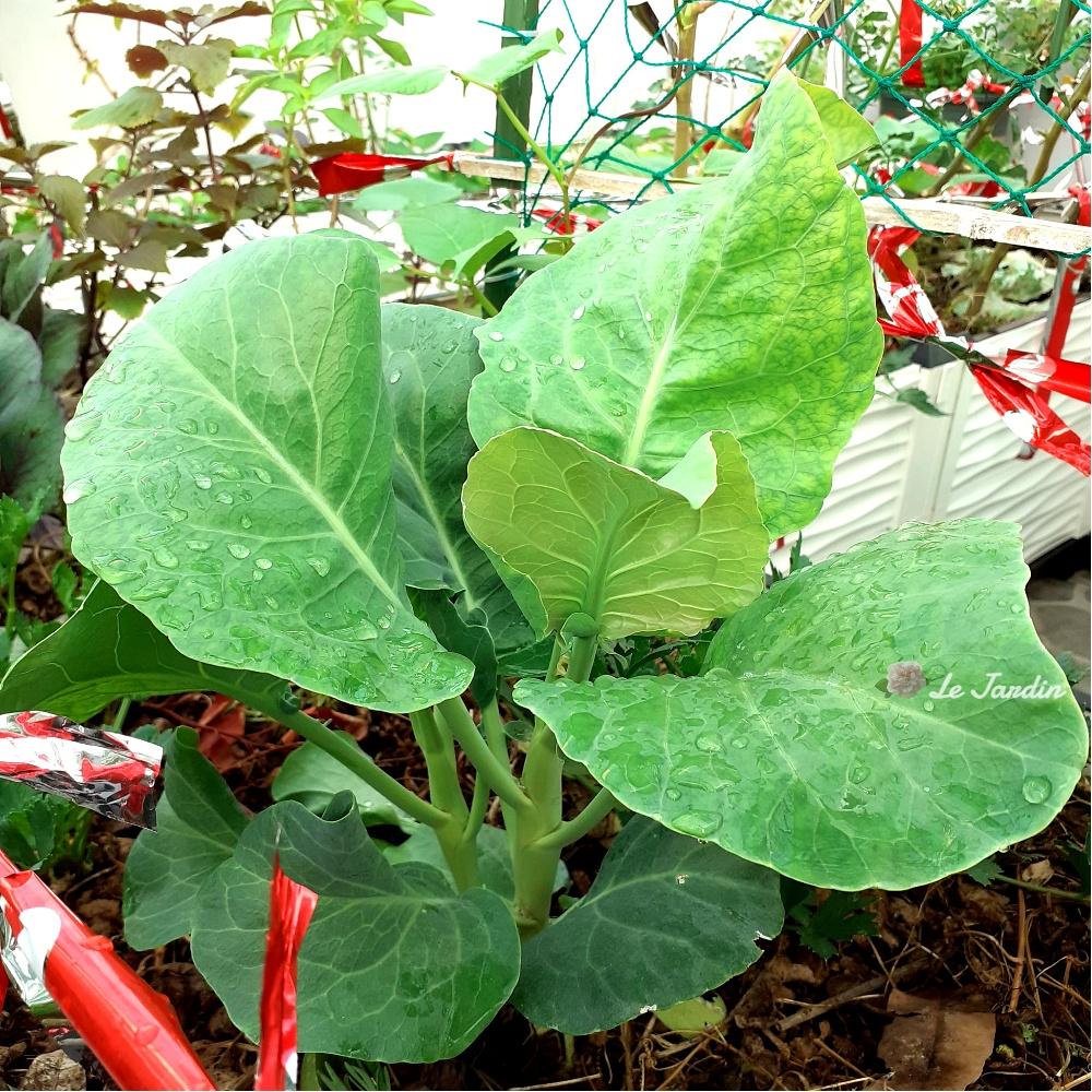 Phân hữu cơ Úc RAPID RAISER dạng viên tan chậm, dinh dưỡng cao, không mang mầm bệnh & cỏ dại, không gây ô nhiễm