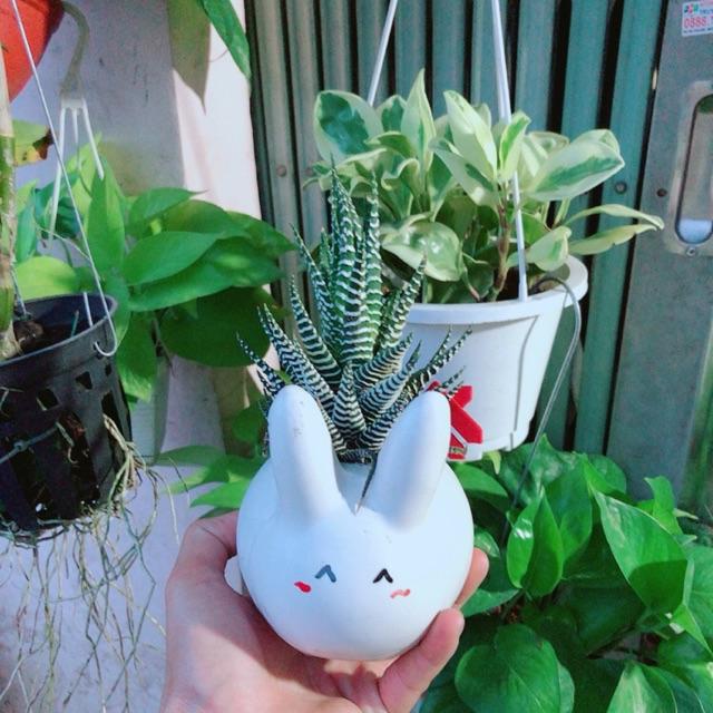 Chậu Móng Rồng Thỏ Trắng