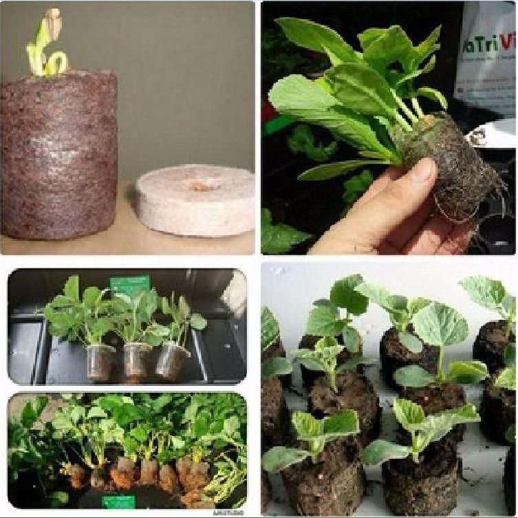 Viên nén ươm hạt xơ dừa