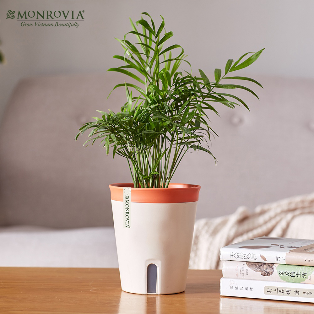 Chậu trồng cây tự tưới Monrovia, phong cách Nhật Bản, sang trọng, decor bàn làm việc, văn phòng, trong nhà, ngoài trời