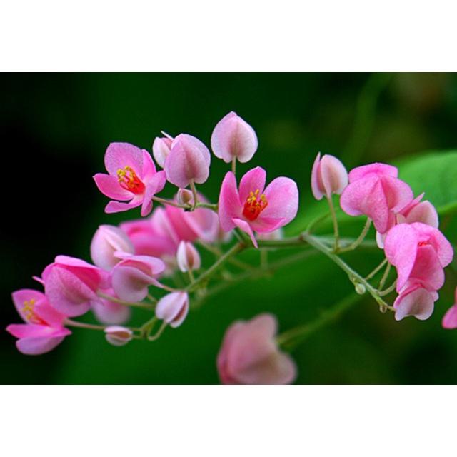 CHẬU CÂY GIỐNG HOA TIGON-LOÀI HOA SIÊU ĐẸP CÓ MÙI THƠM NHẸ,MANG CẢM XÚC TRẦM BUỒN