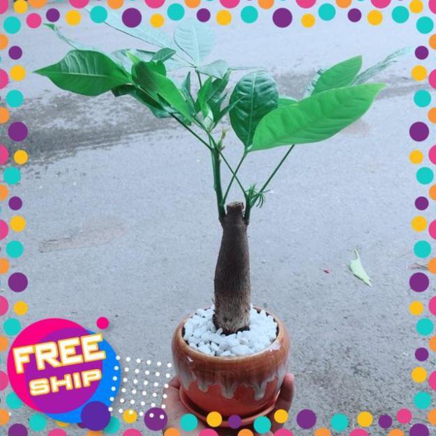 Chậu Kim Ngân 1 Thân