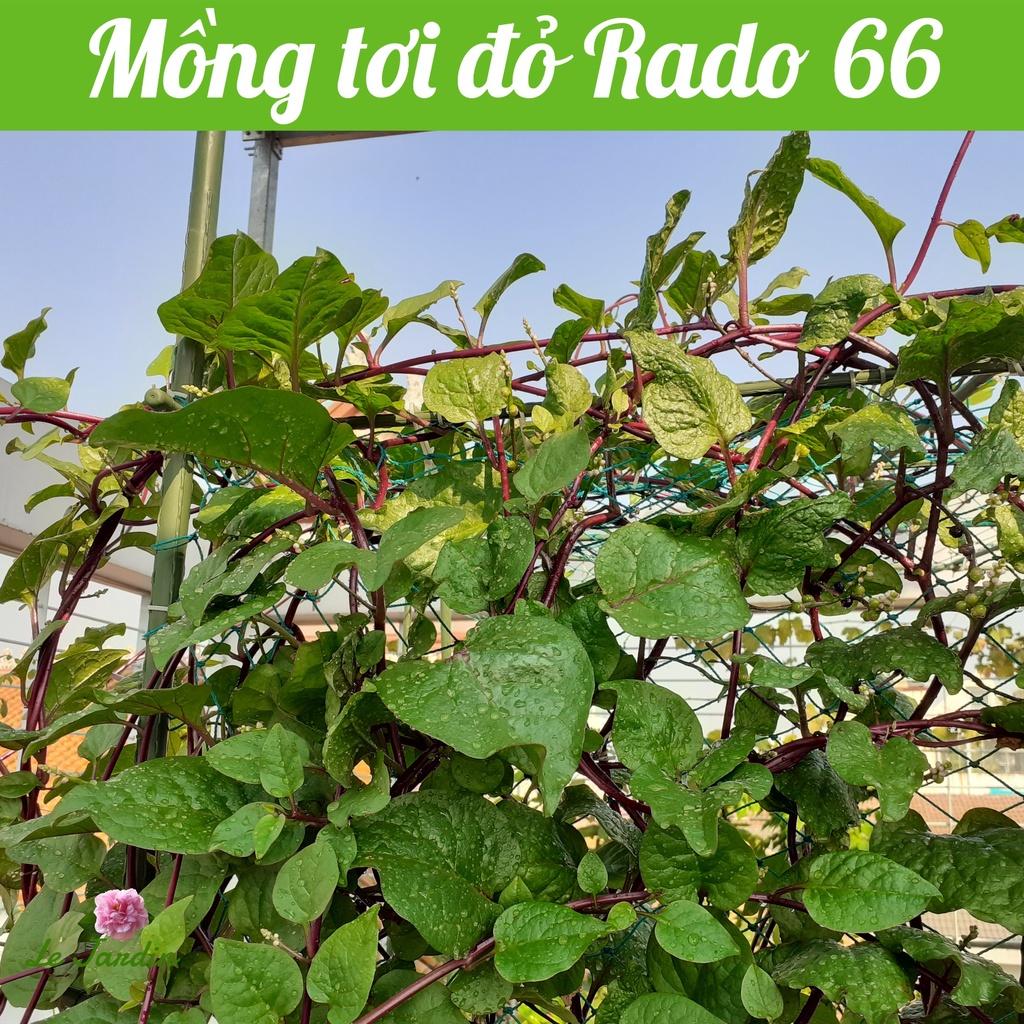 Hạt giống Mồng Tơi Đỏ  Rado 66 gói 2gr - Trồng quanh năm
