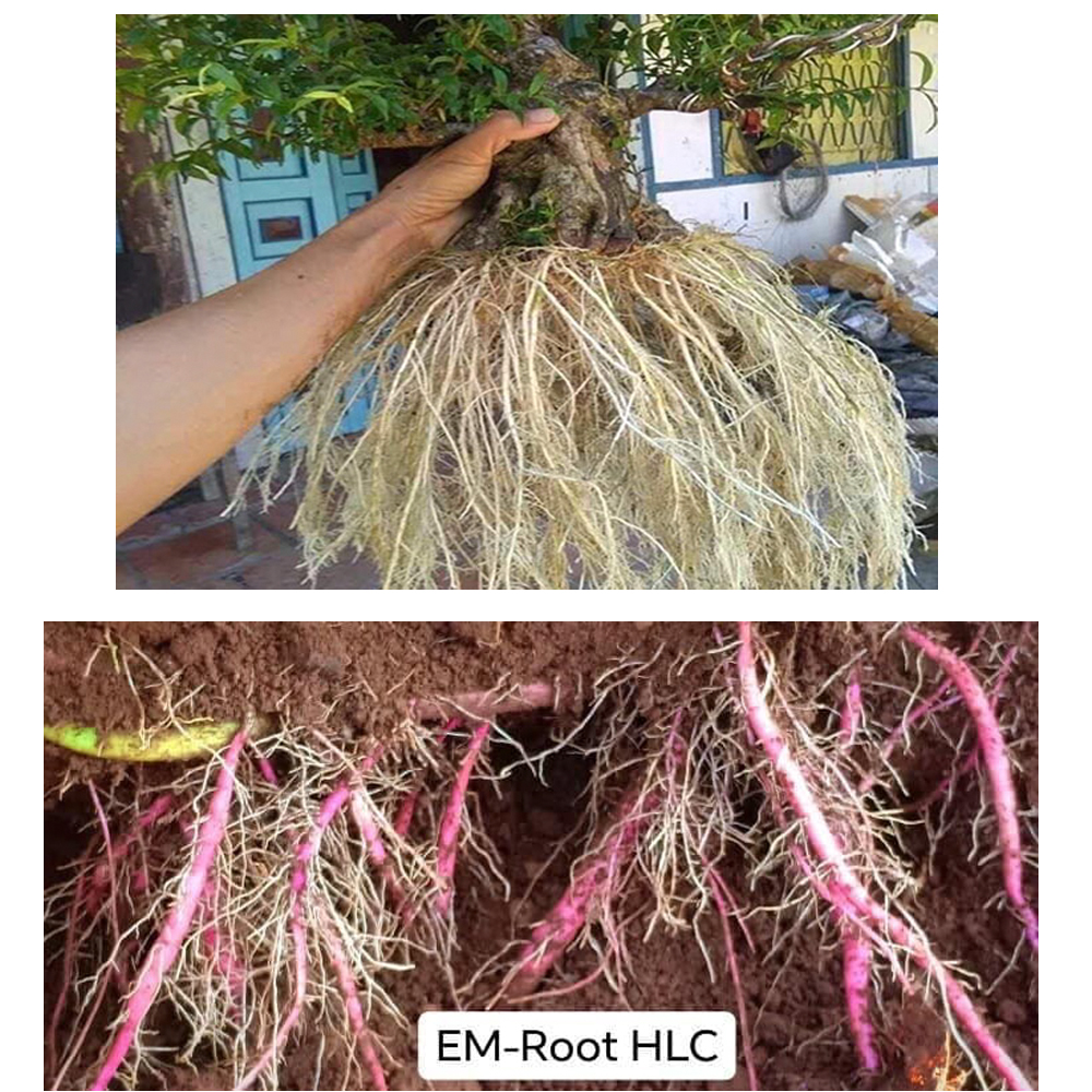 Siêu ra rễ giúp cây bắn rễ tơ chống nghẹt rễ, thối làm cây chậm phát triển-76121