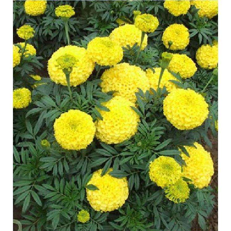 Hạt giống hoa Vạn Thọ vàng chanh Lùn F1 -TVVCC