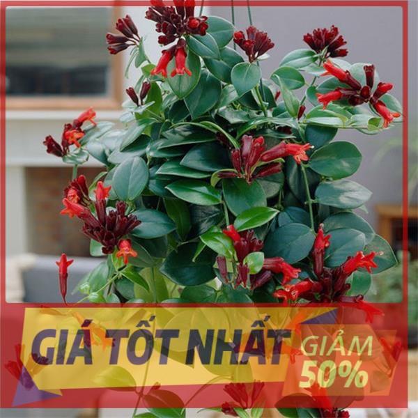Chậu LAN SON MÔI, chậu lớn hoa cực đẹph