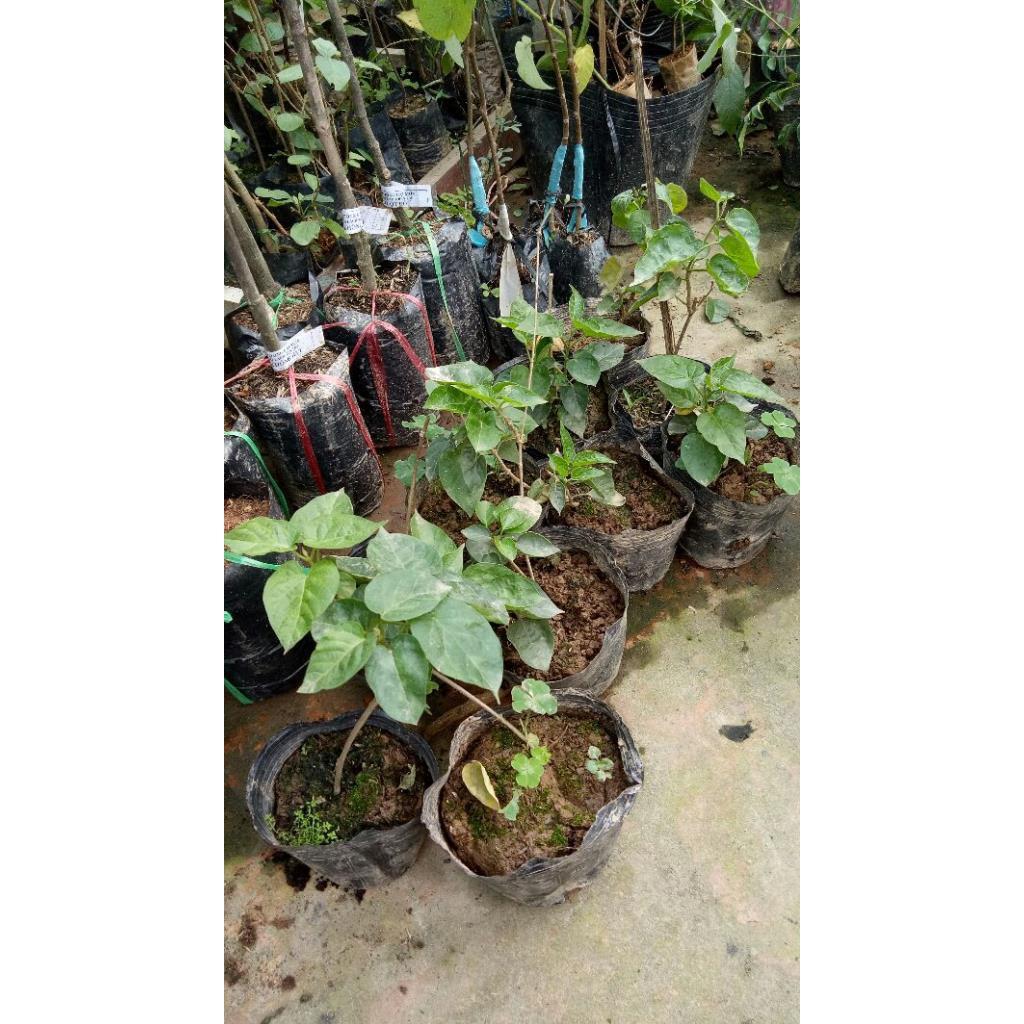 Combo 2 cây thiên lý giống