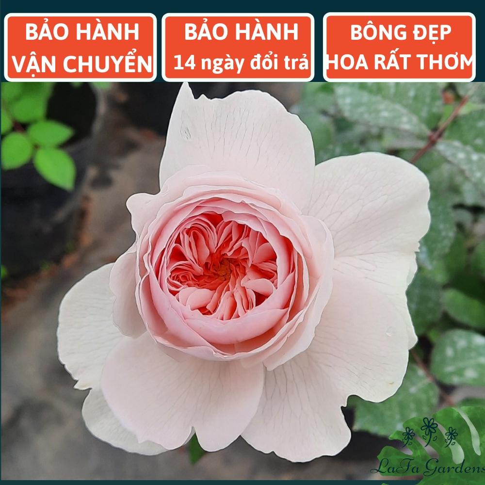 Hoa hồng leo LAFA GARDEN cao 45-60cm, cây có bầu đất khỏe, tặng kèm phân bón hữu cơ ECO ROOT, Combo phân bón hoa hồng