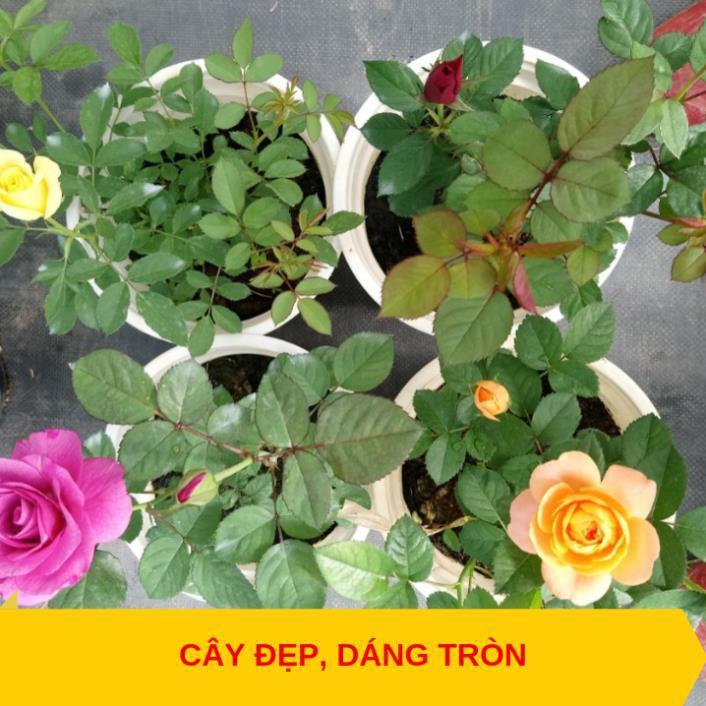 Combo 3 cây hoa hồng tezza - cây có bầu đất khỏe
