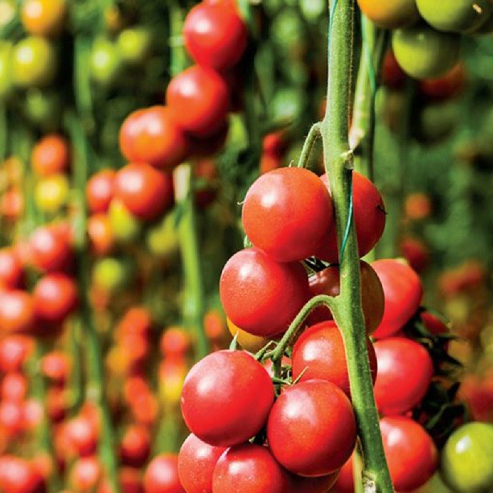 Hạt giống Cà chua Pháp 2