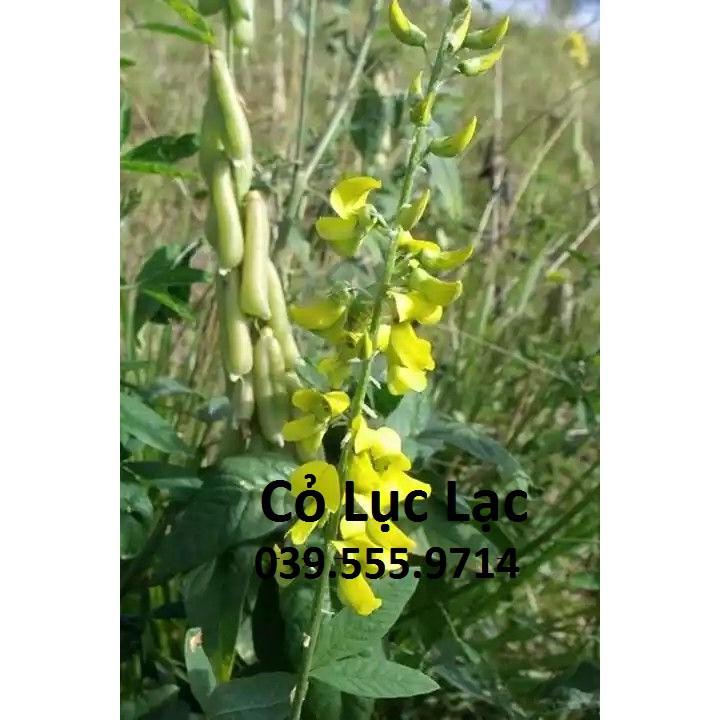 Hạt Cỏ Lục Lạc - Cỏ Chăn Nuôi Dinh Dưỡng Cao 300g