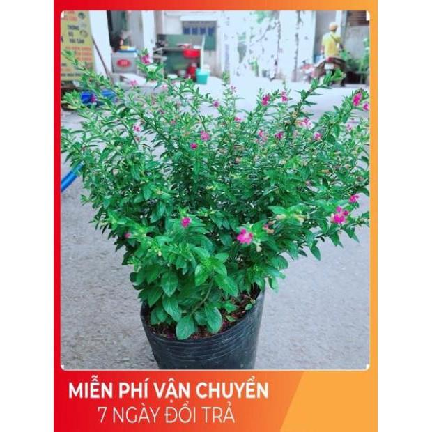 Cây Cẩm Tú Mai
