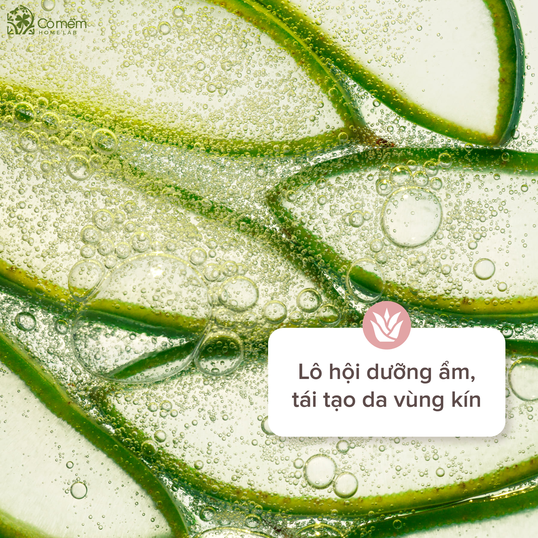Bọt Vệ Sinh Phụ Nữ Mây Hồng Lô Hội Hương Hoa Hồng Anh Giảm Viêm Ngứa Cỏ Mềm 150ml