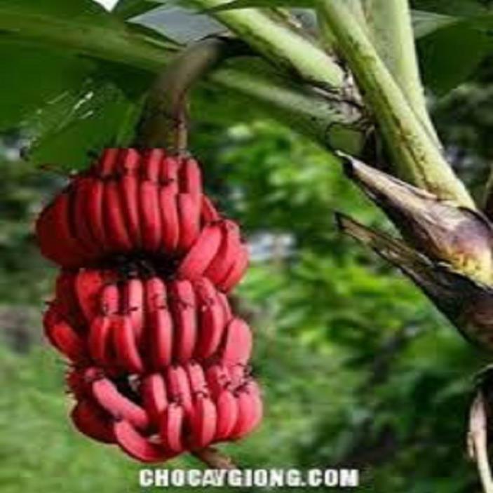 CÂY GIỐNG CHUỐI TÂY ĐỎ DACCA