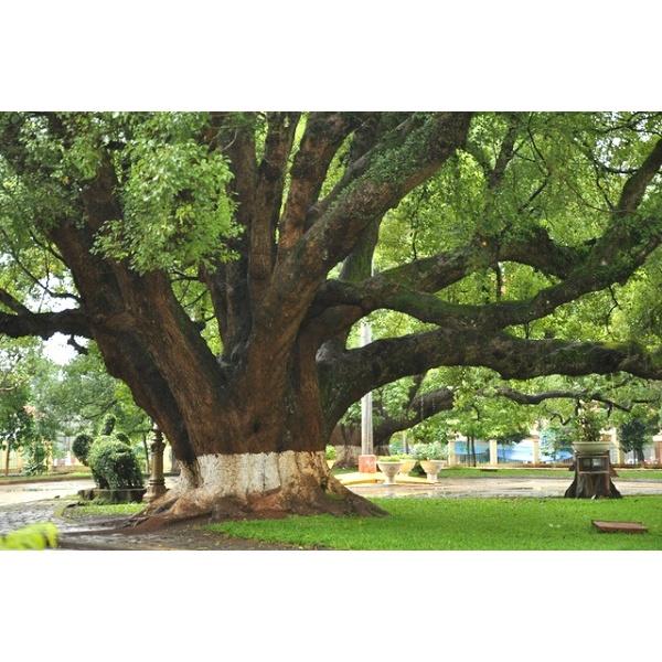 CÂY GIỐNG KƠ NIA