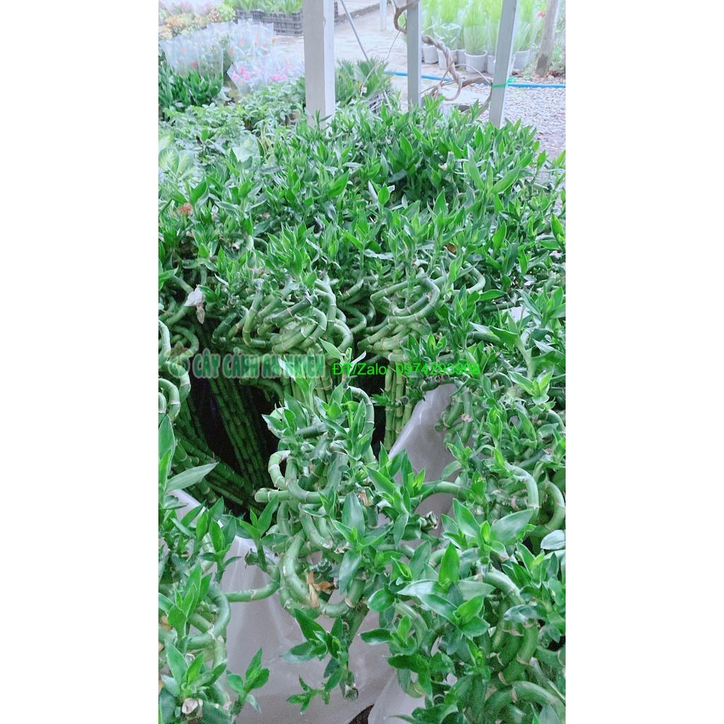 Bó Trúc Phát Tài Xoắn Cao 80cm