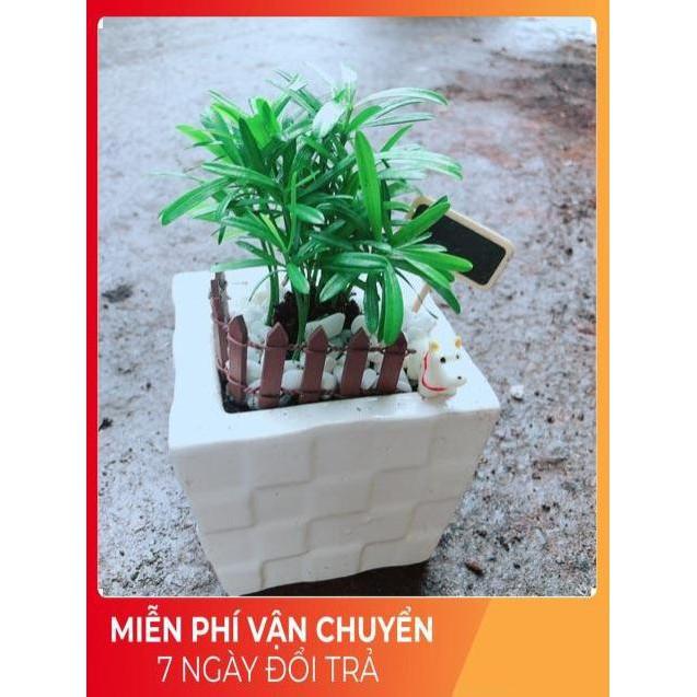 Chậu Tùng Vạn Niên