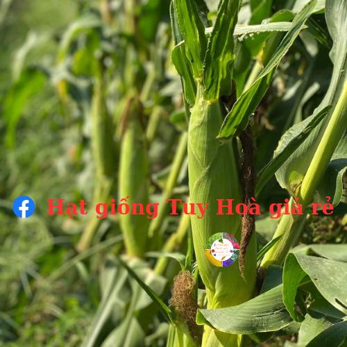 Hạt giống bắp nếp white sweet 66 năng suất cao gói 1kg