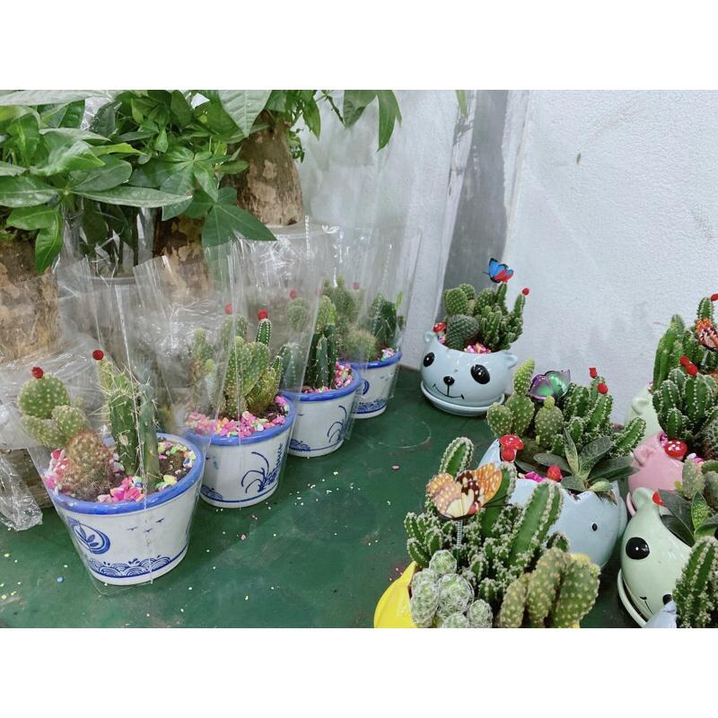 Chậu Xương Rồng Tiểu Cảnh