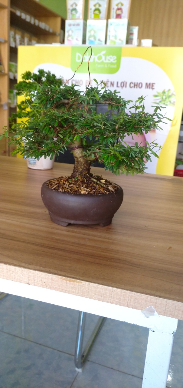 Cây Linh Sam Bonsai Mini - Chưng bàn làm việc-Phong Thủy ( Cây có sẵn chậu)