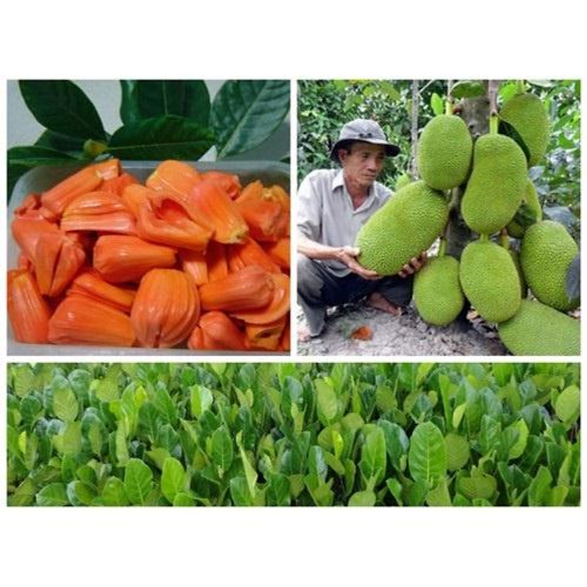 CÂY GIỐNG MÍT LÙN RUỘT ĐỎ SIÊU QUẢ