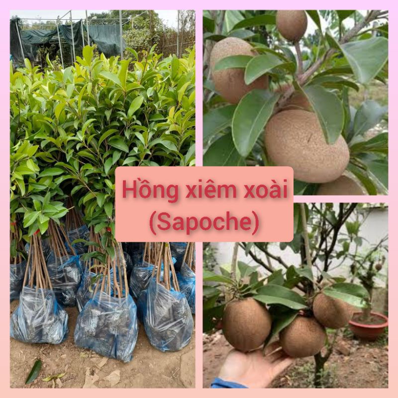 GIỐNG CÂY HỒNG XIÊM XOÀI 6 THÁNG CHO TRÁI 