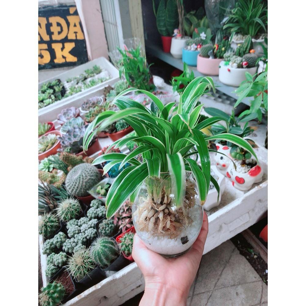Cỏ Lan Chi Thủy Sinh Đẹp