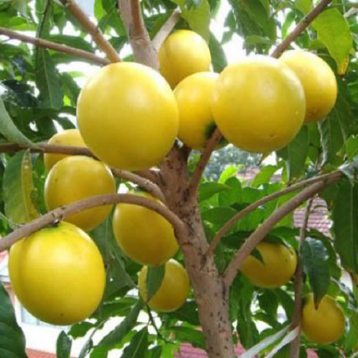 Cây Vú Sữa Hoàng Kim giống