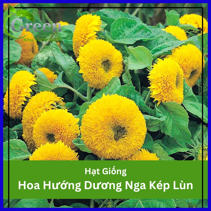 Hạt Giống Hoa Hướng Dương Nga Kép