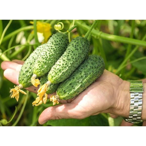HẠT GIỐNG DƯA CHUỘT CHÙM SIÊU QUẢ