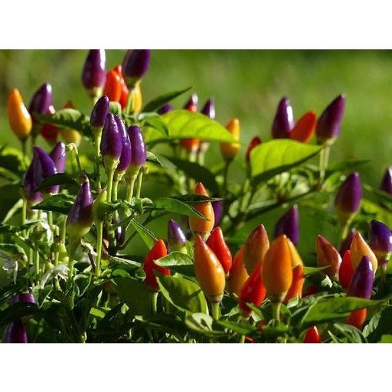 HẠT GIỐNG ỚT NGŨ SẮC - Đức- 30 Hạt/ gói