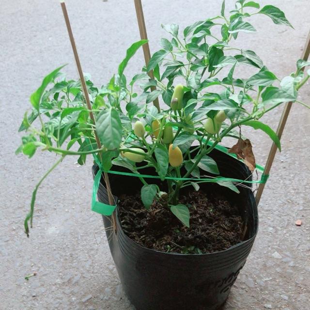 Cây Ớt Kiểng Trắng Pha Tím