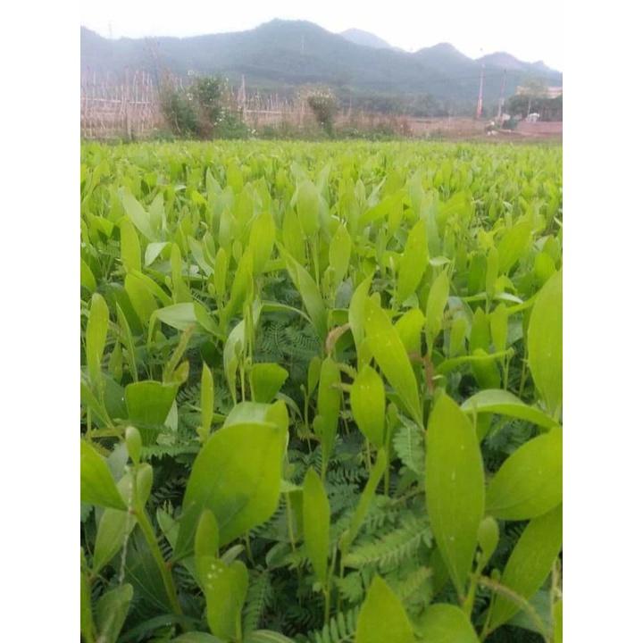 500 gram hạt giống keo tai tượng trồng rừng, lấy gỗ, cải tạo đất
